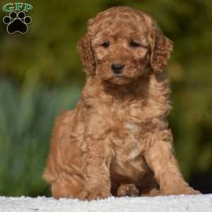 Kyle, Miniature Poodle Puppy